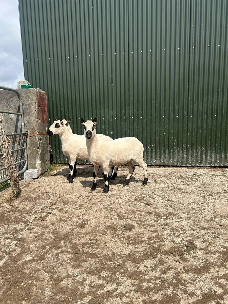 Kerry hill hoggets - Image 4