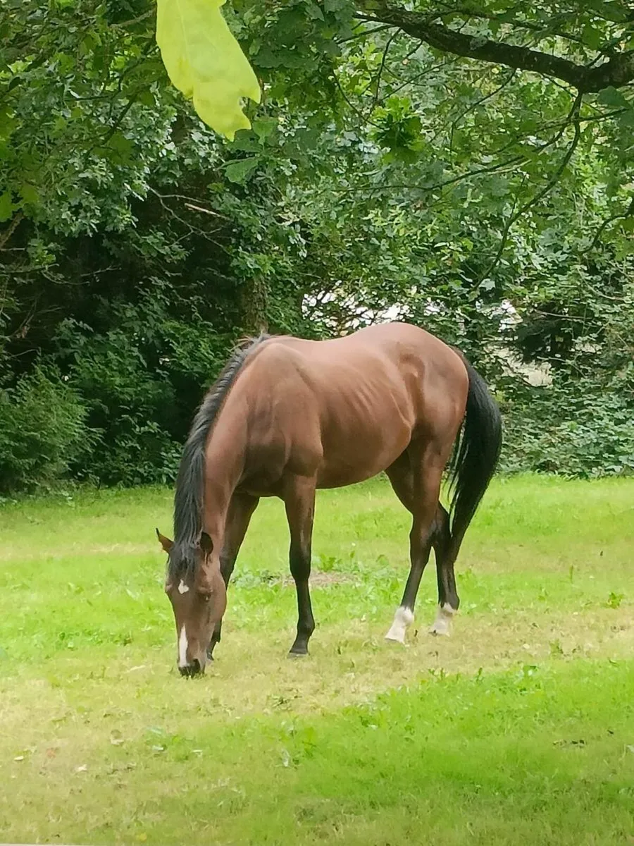 Horse for sale - Image 1