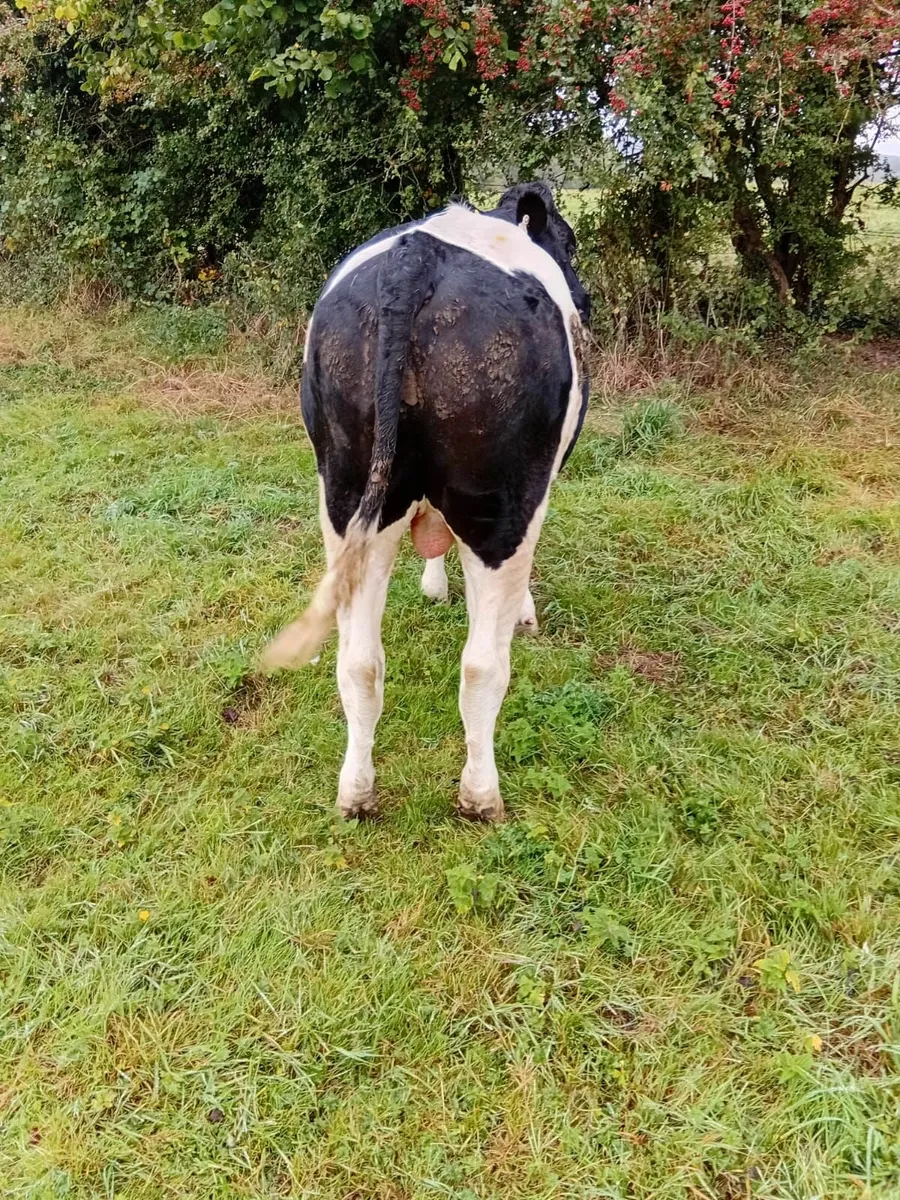 Bullocks - Image 3