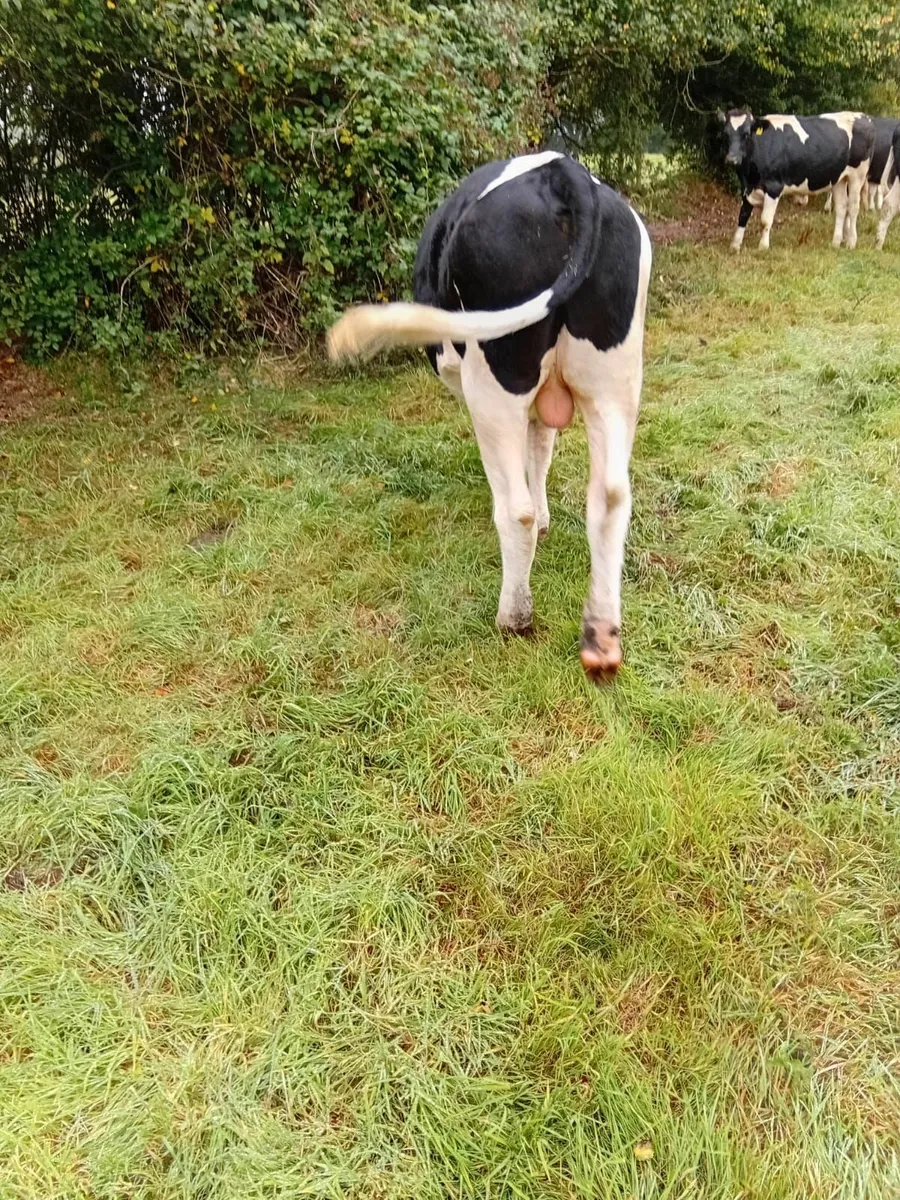 Bullocks - Image 4