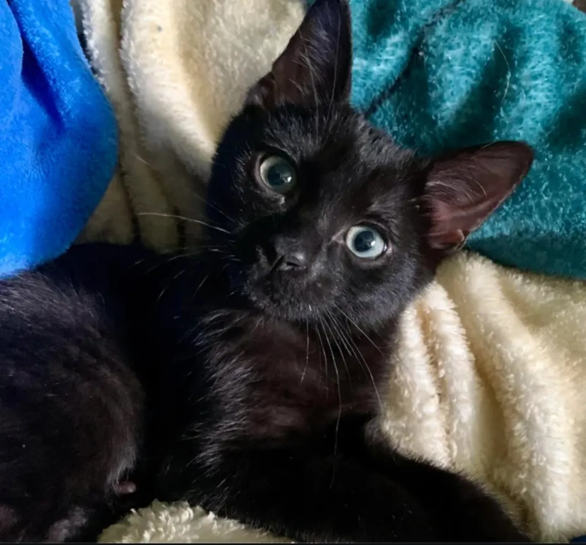 Happy Black Kitten available - Image 1