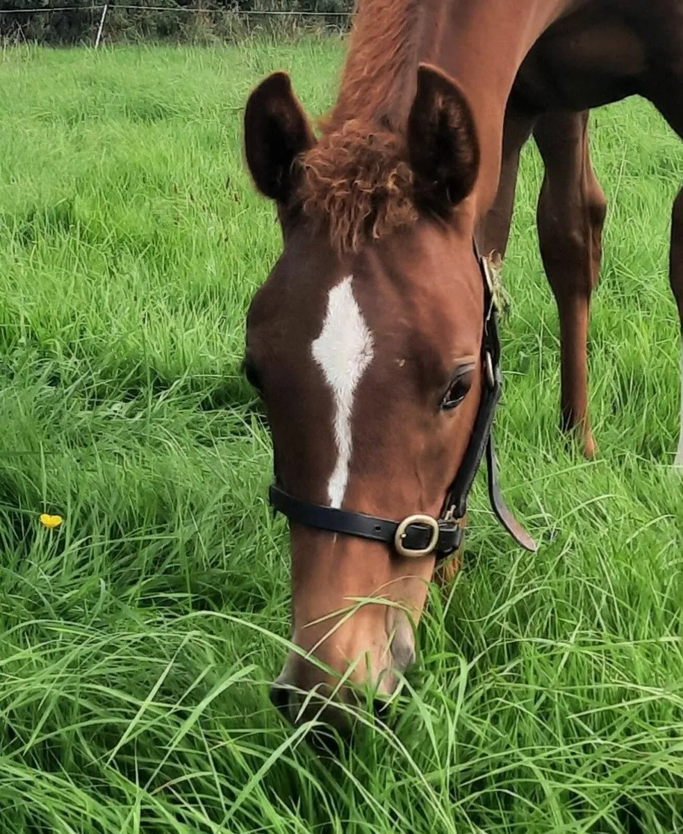 Verbier De Muze Colt Foal Dam By Contador - Image 1