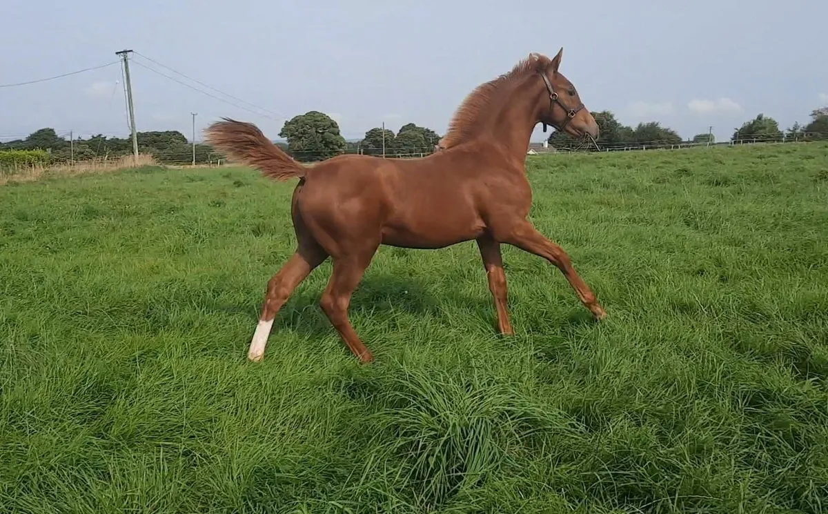 Verbier De Muze Colt Foal Dam By Contador - Image 2