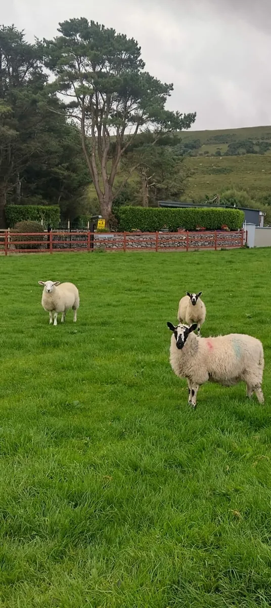 Ewe lambs - Image 2