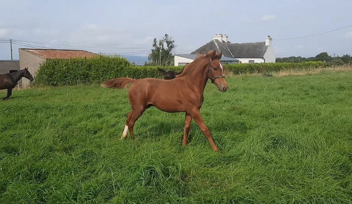 Verbier De Muze Colt Foal Dam By Contador - Image 3