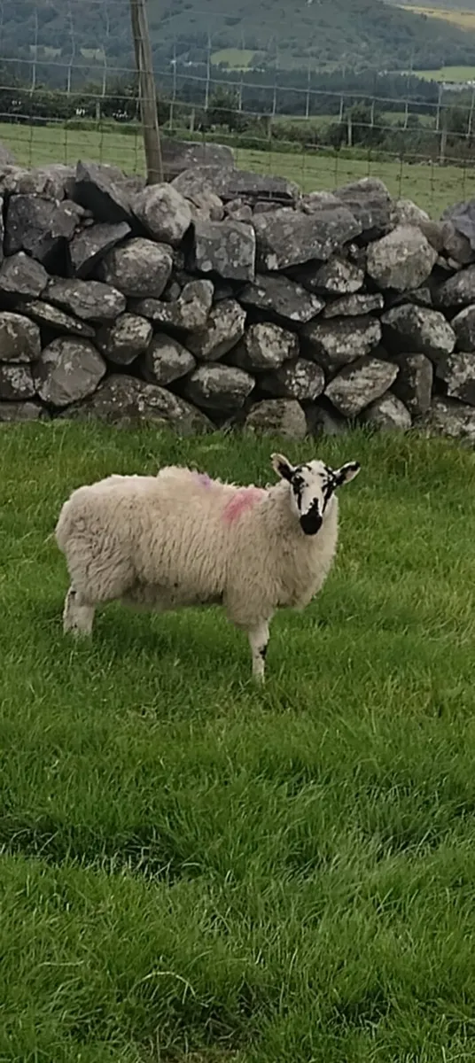 Ewe lambs - Image 3