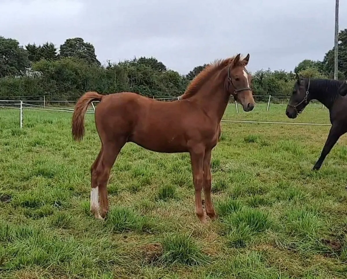 Verbier De Muze Colt Foal Dam By Contador - Image 4