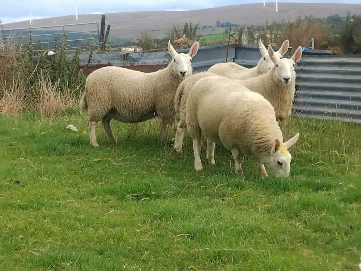 North country cheviot ewe lambs - Image 1