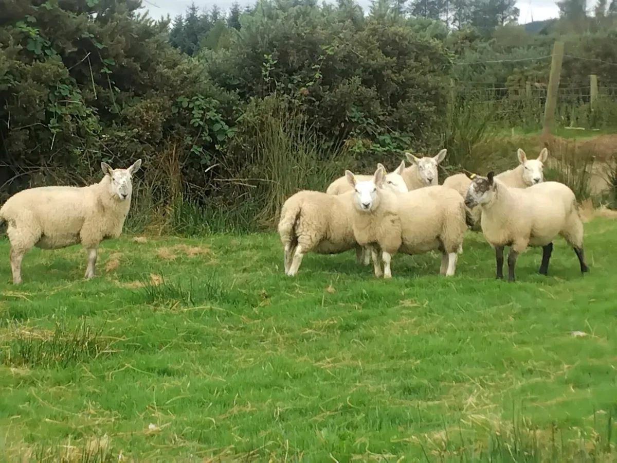 North country cheviot ewe lambs - Image 2