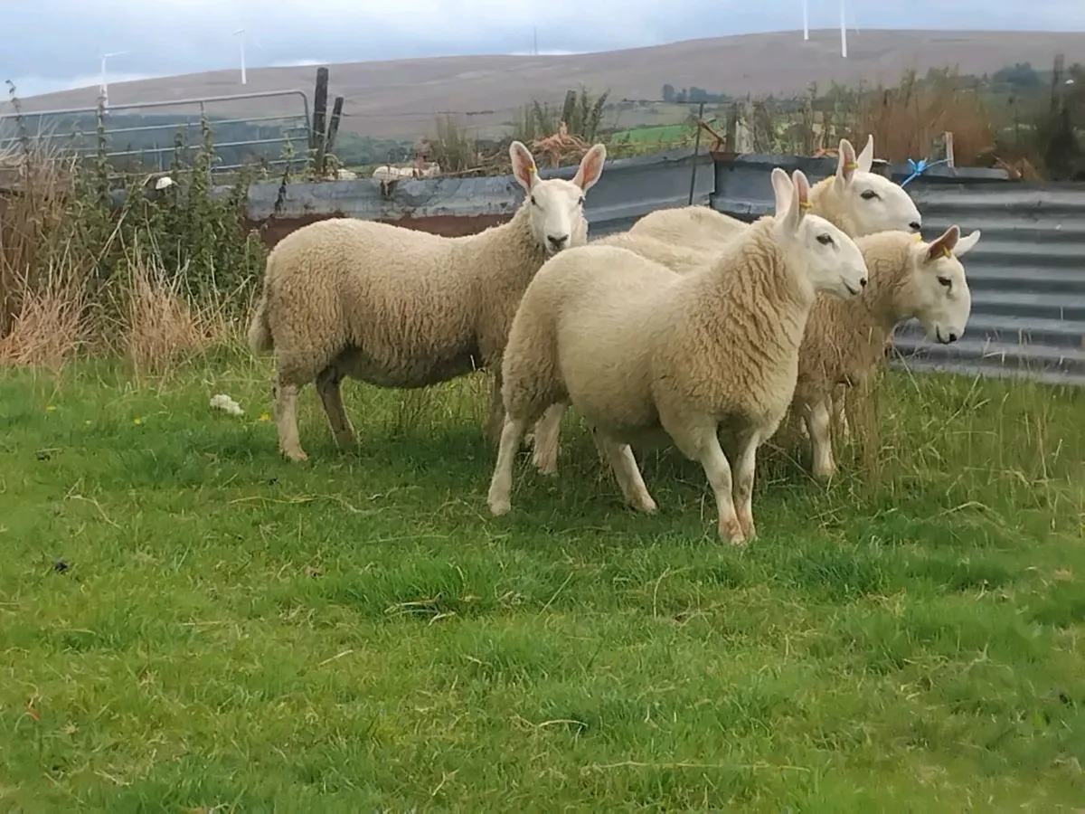 North country cheviot ewe lambs - Image 3