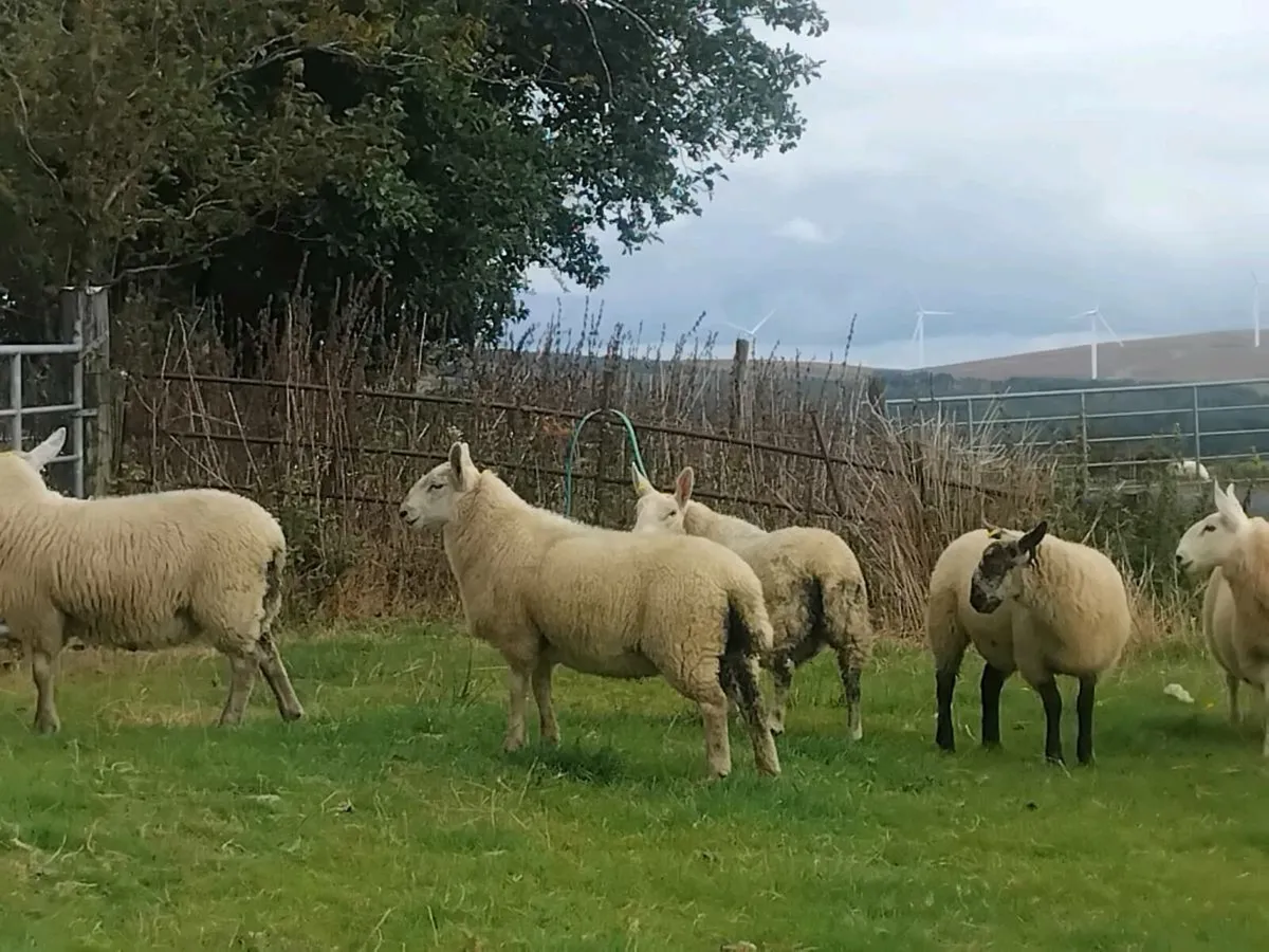 North country cheviot ewe lambs - Image 4