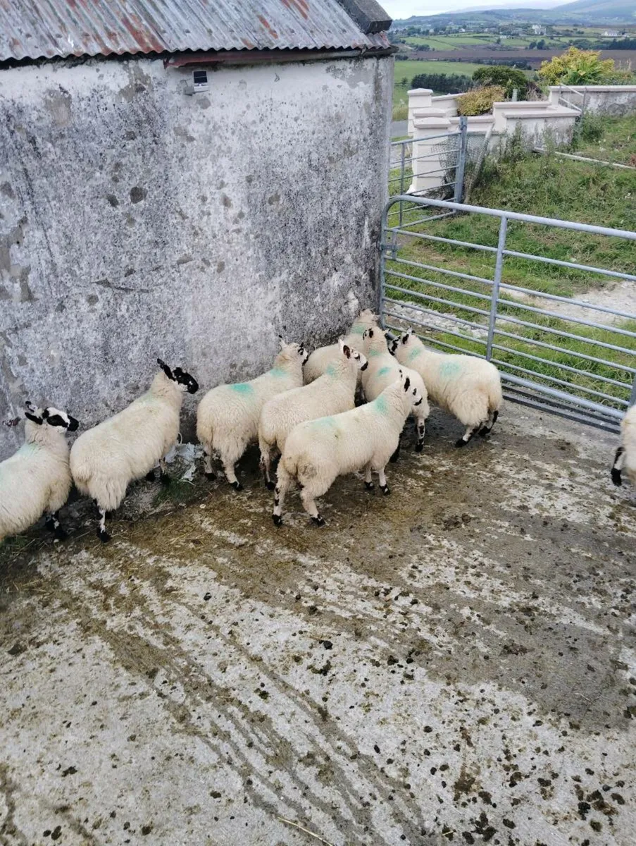 10 nice ewe lambs looking for new home - Image 1