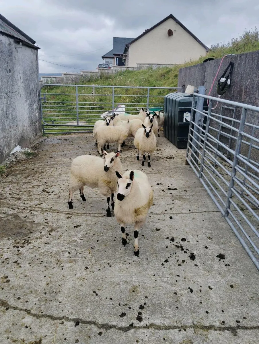 10 nice ewe lambs looking for new home - Image 2