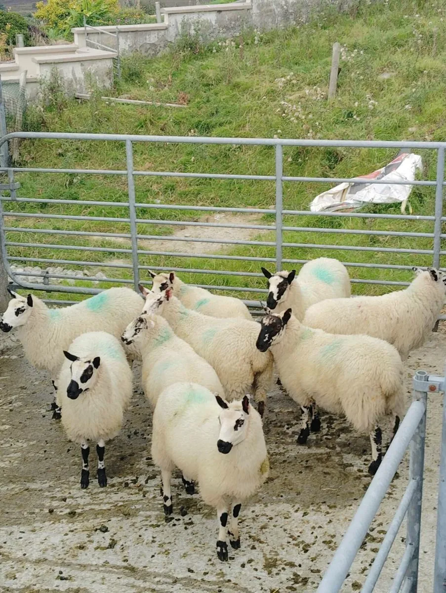 10 nice ewe lambs looking for new home - Image 3