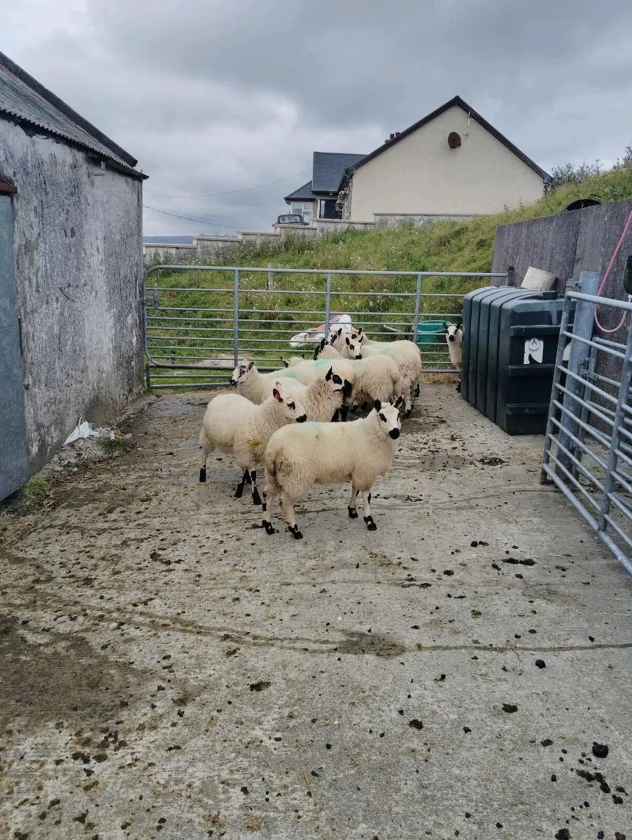 10 nice ewe lambs looking for new home - Image 4