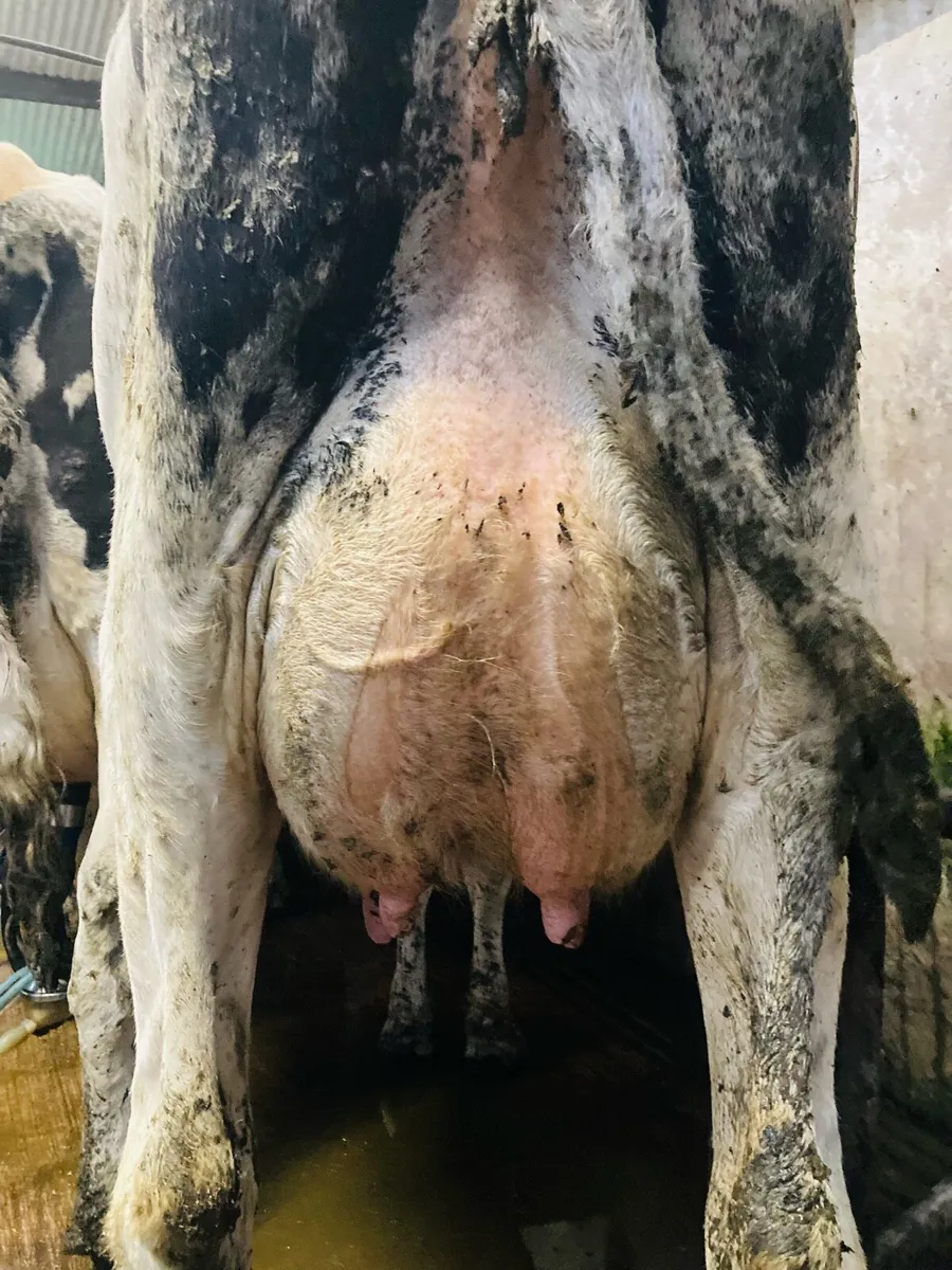 Special Entry Omagh Mart Mon 25 Aug - Image 1