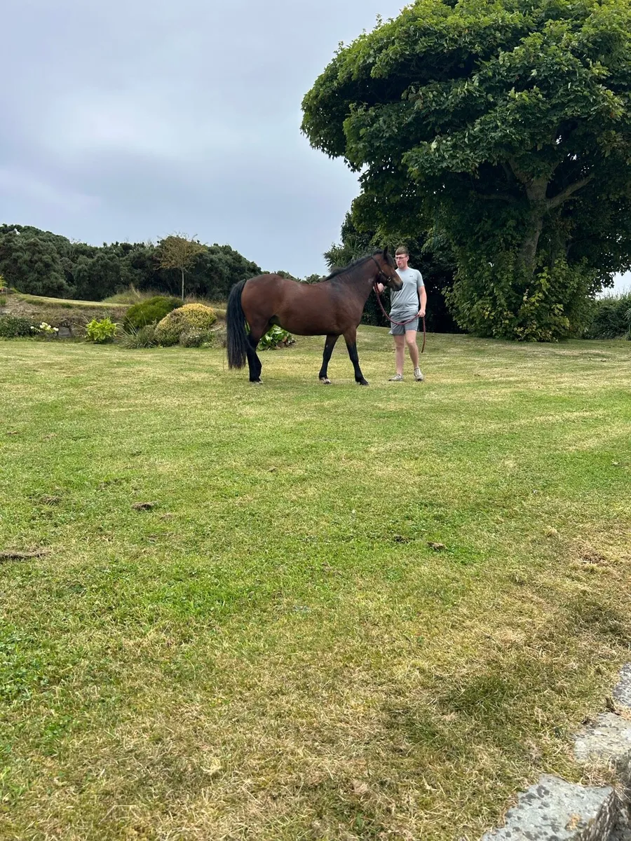 Connemara mare in foal - Image 1