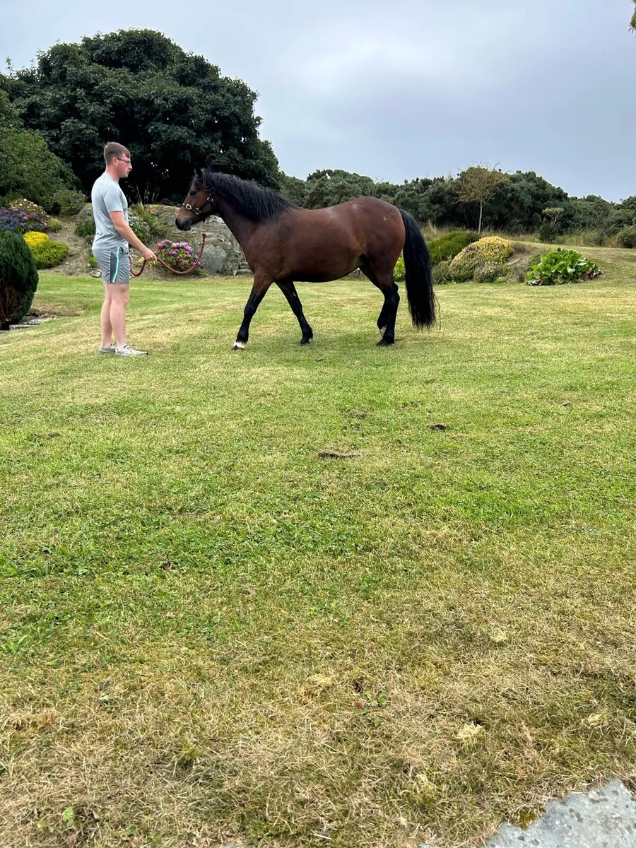 Connemara mare in foal - Image 2