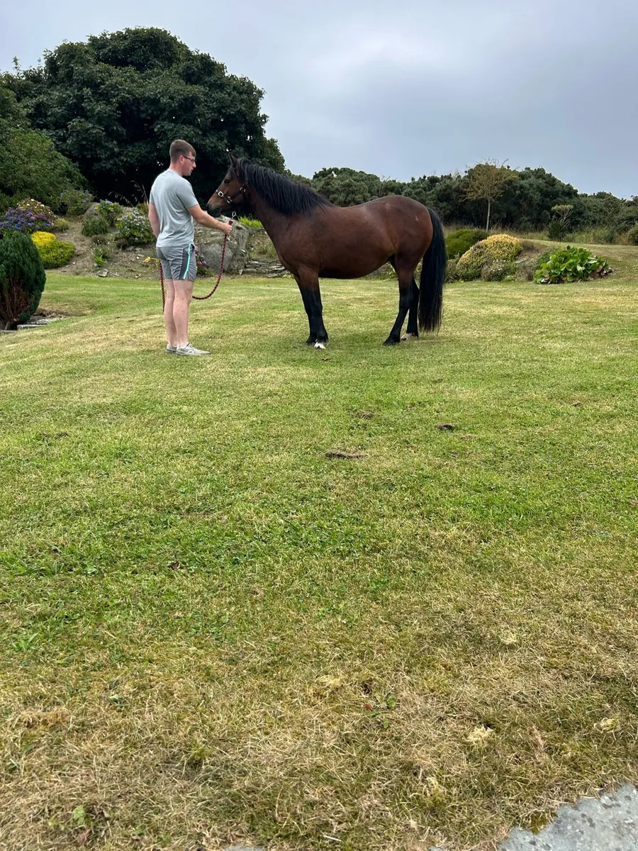 Connemara mare in foal - Image 3