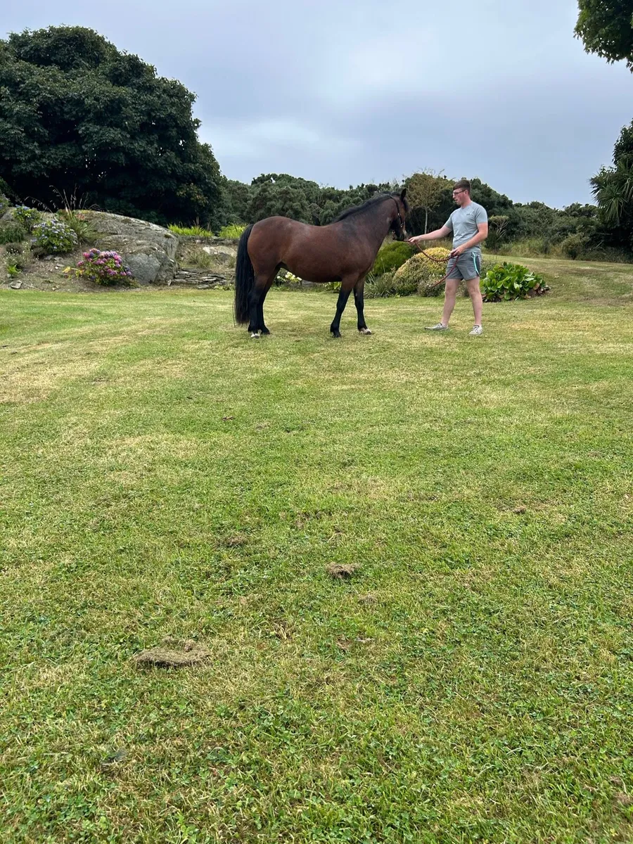 Connemara mare in foal - Image 4