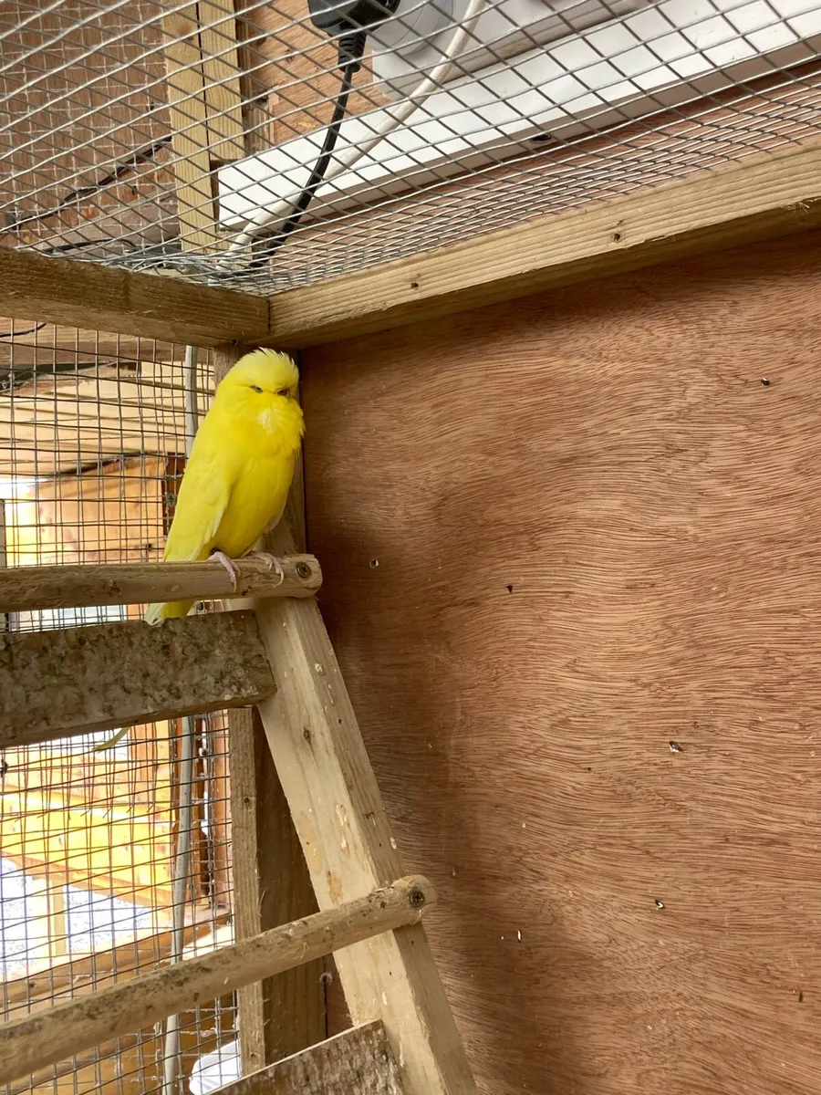 Show budgies for sale - Image 1