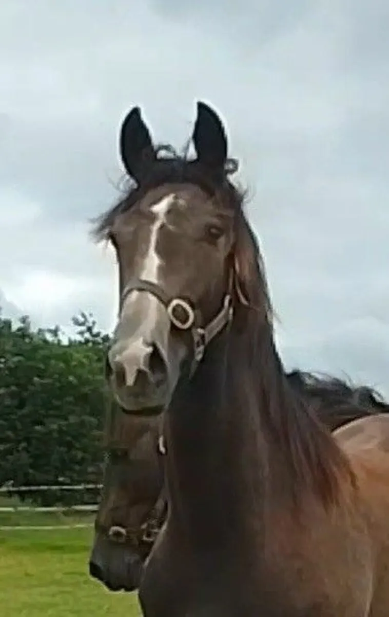 Imnotafraid Fortuna Yearling Gelding - Image 1