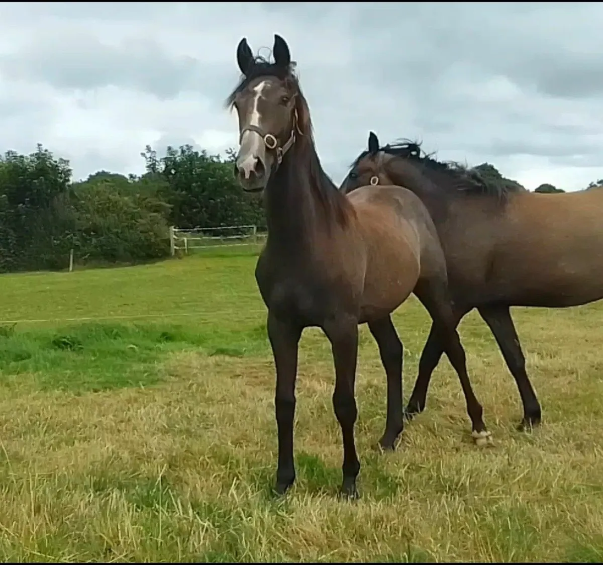 Imnotafraid Fortuna Yearling Gelding - Image 2