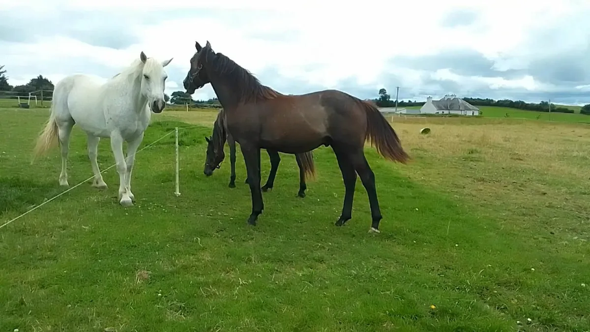 Imnotafraid Fortuna Yearling Gelding - Image 3