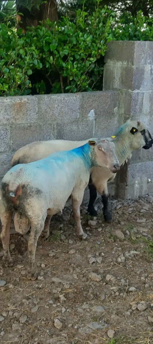 Rams - Image 2