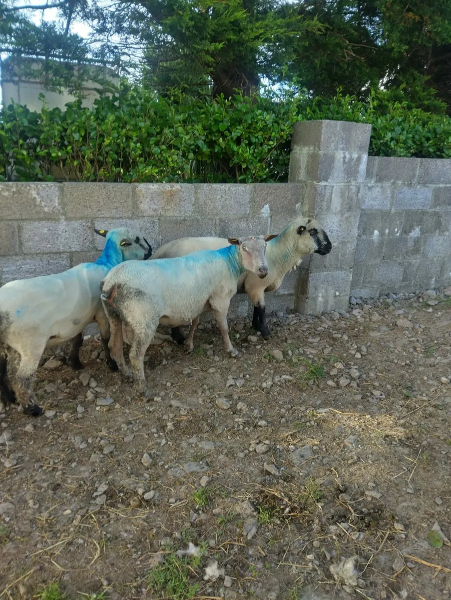 Rams - Image 3