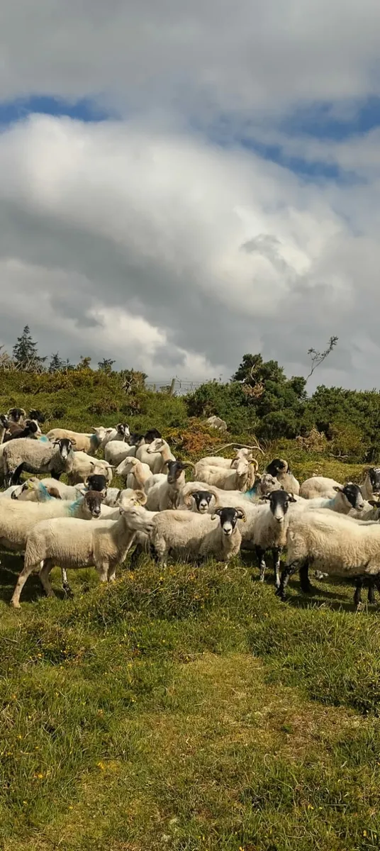 Ewes - Image 1