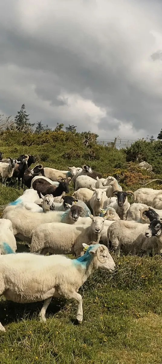 Ewes - Image 3