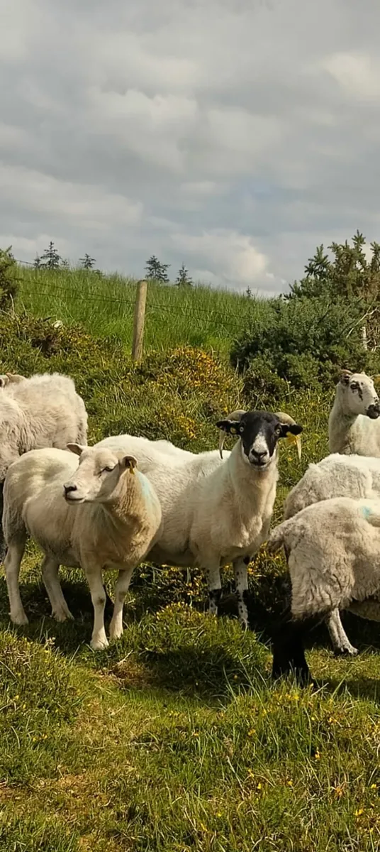 Ewes - Image 4