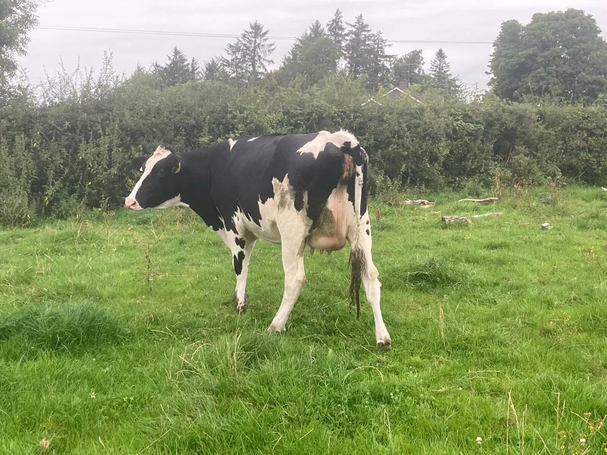 Springing heifer