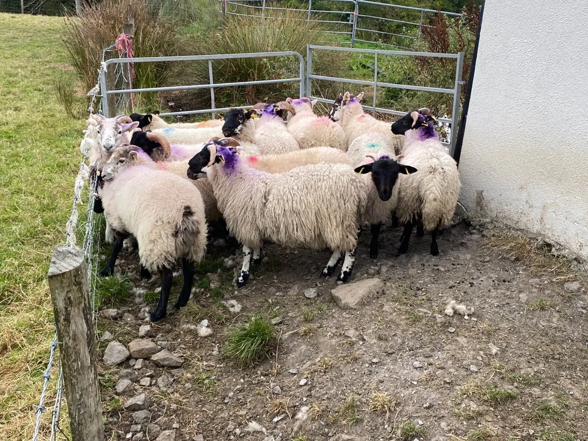 15 Super Ram Lambs - Image 1