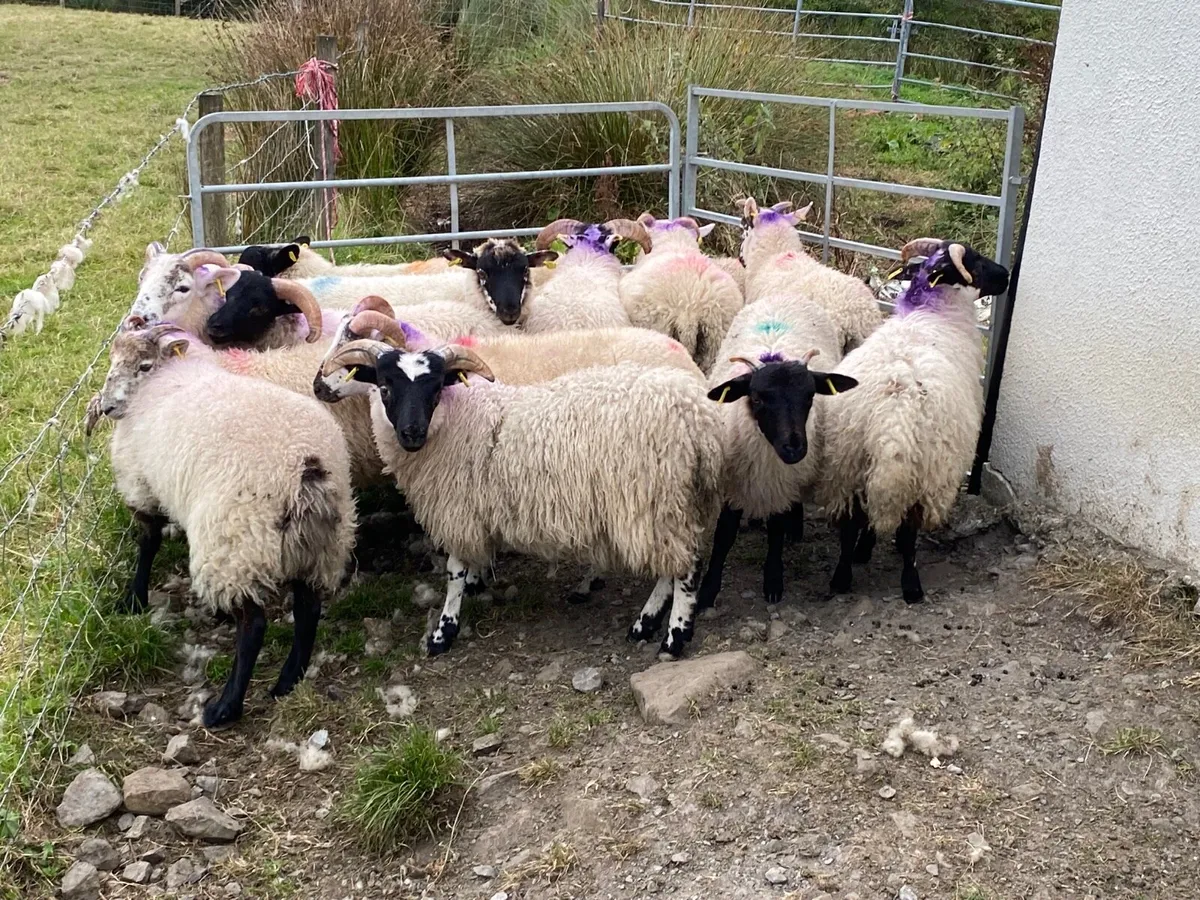 15 Super Ram Lambs - Image 2