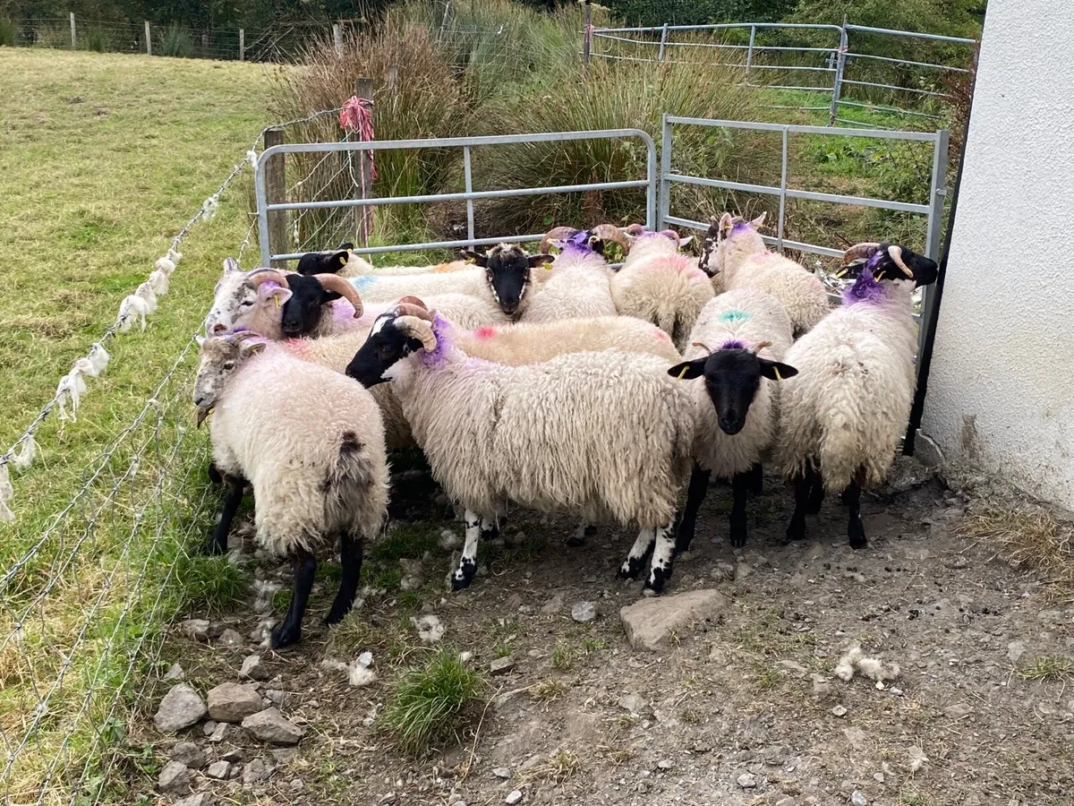 15 Super Ram Lambs - Image 3