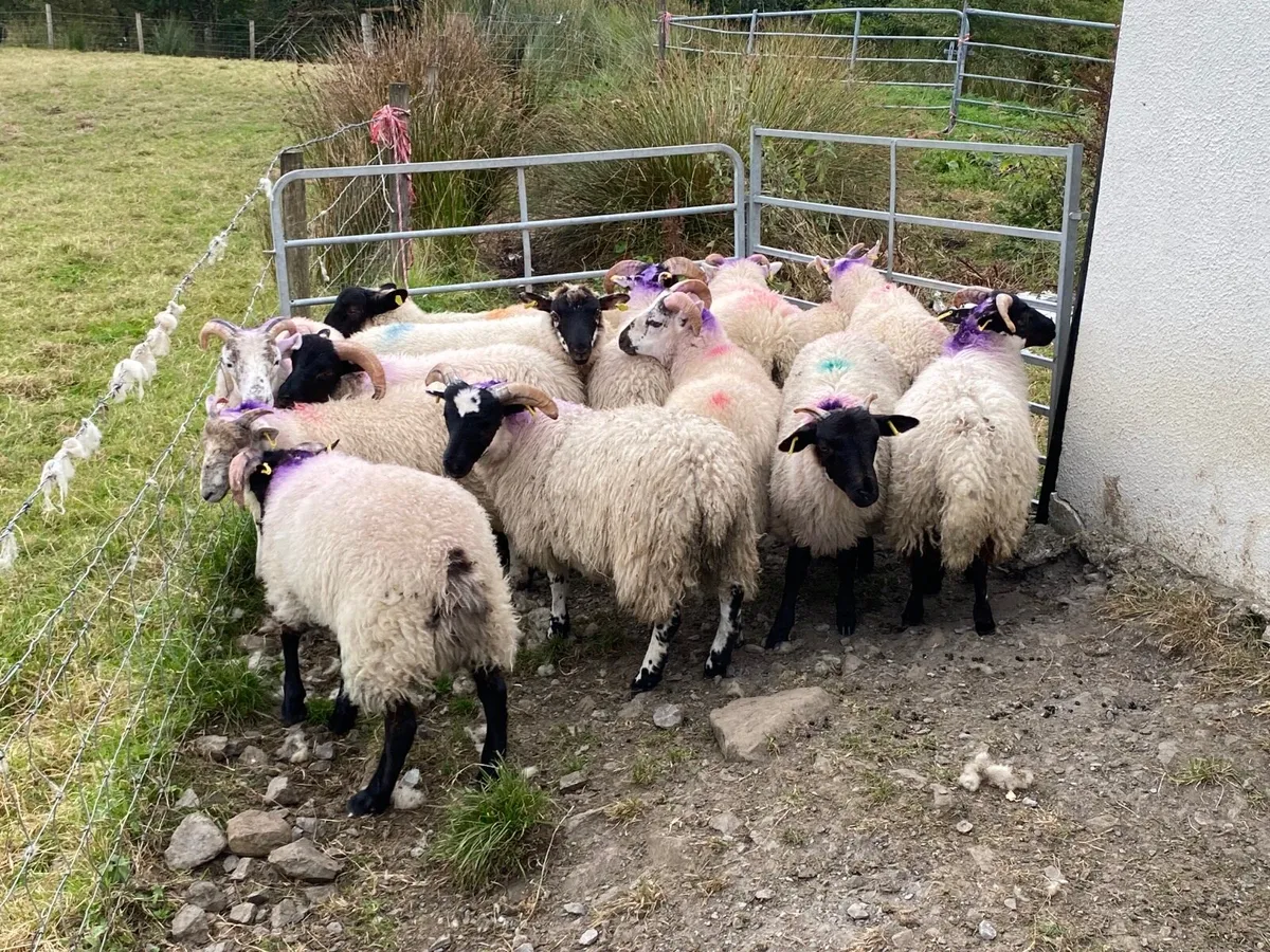 15 Super Ram Lambs - Image 4