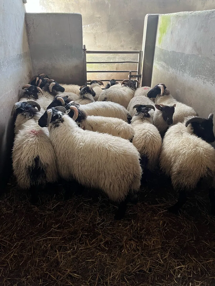 Ram lambs for grass