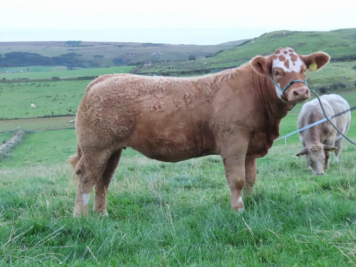 Weanling Heifers - Image 1