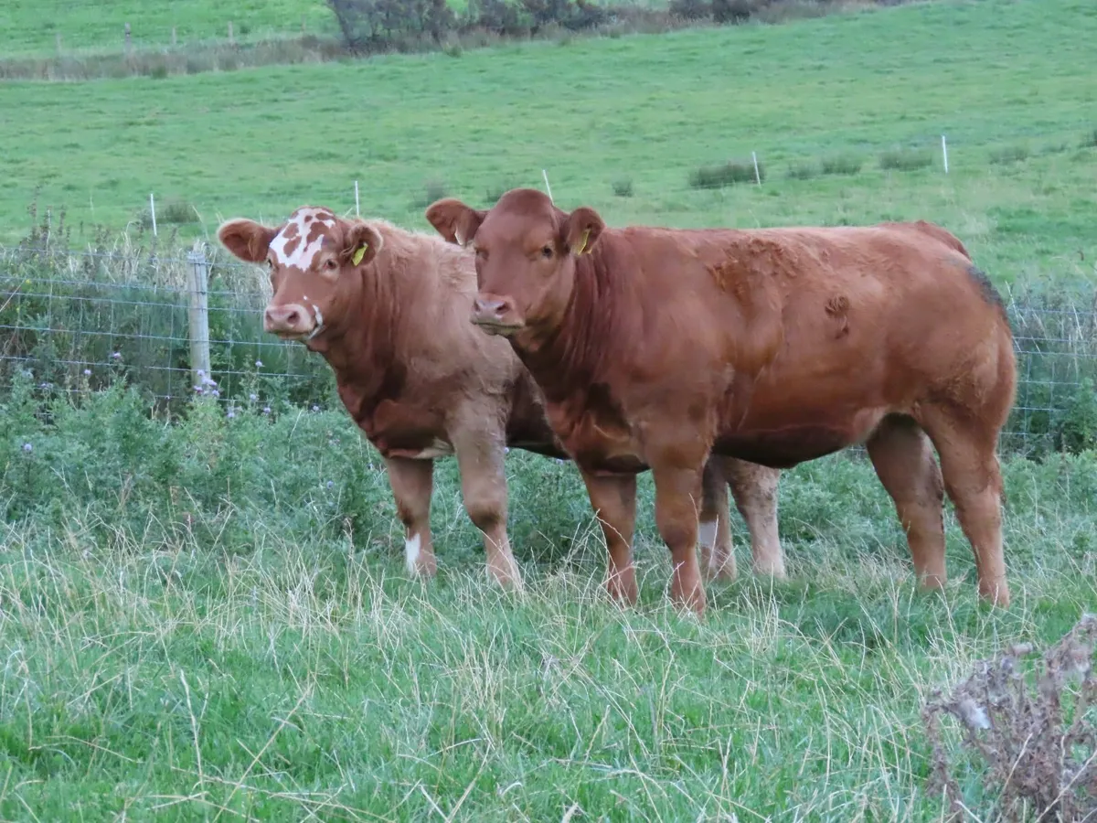 Weanling Heifers - Image 2