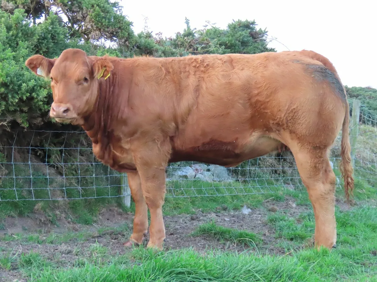Weanling Heifers - Image 3