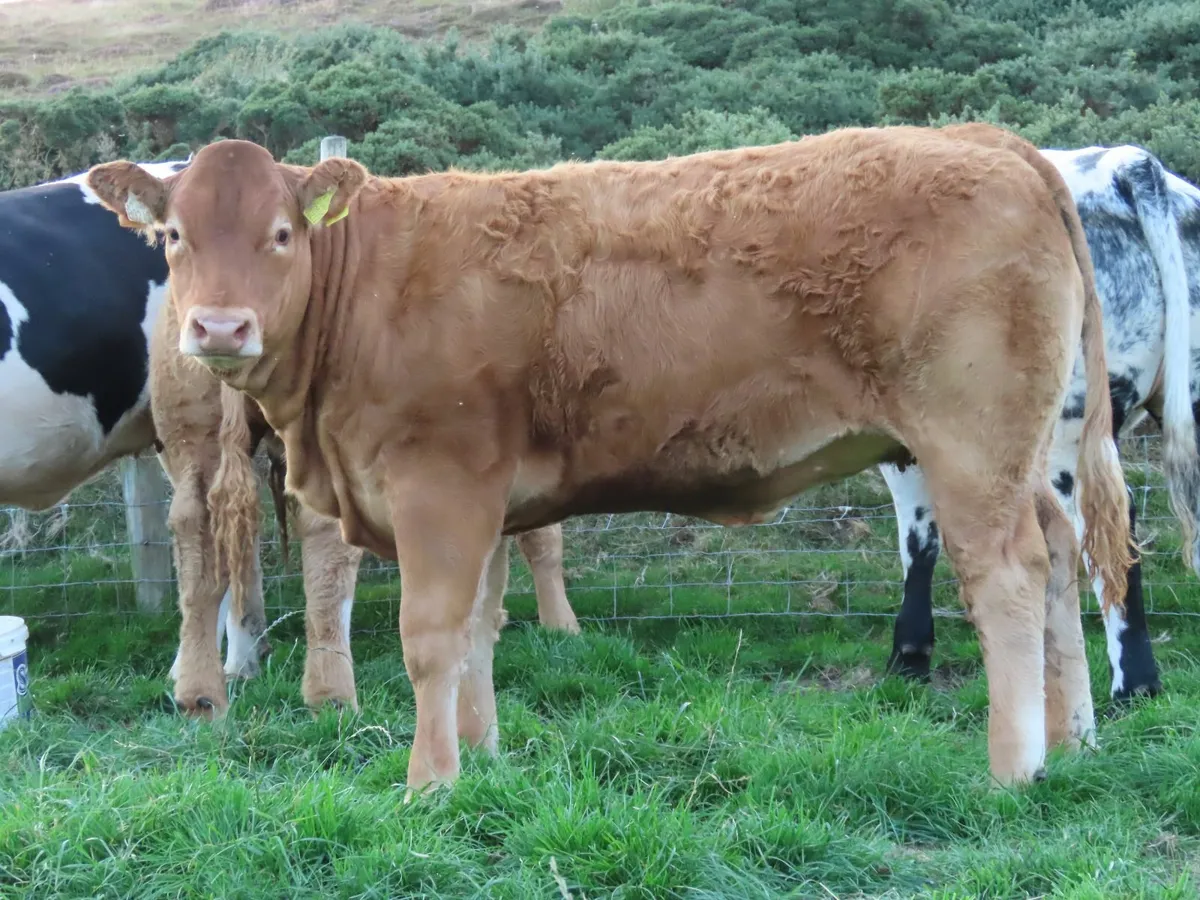 Weanling Heifers - Image 4