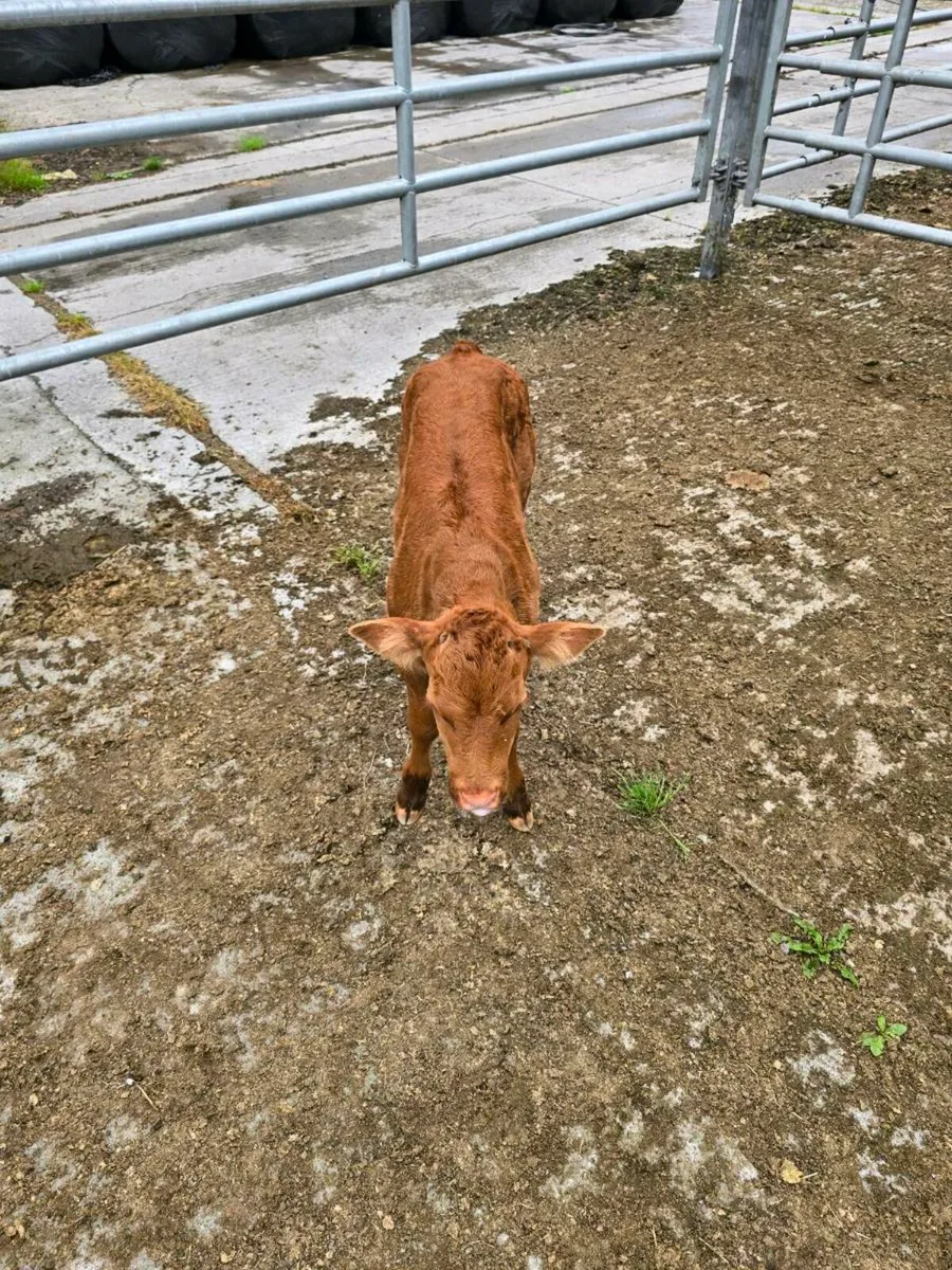 Belgium Blue Calf - Image 1