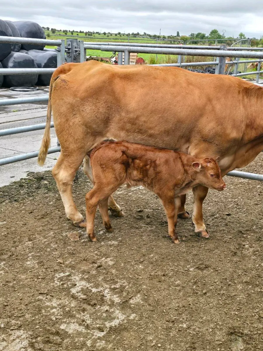 Belgium Blue Calf - Image 2