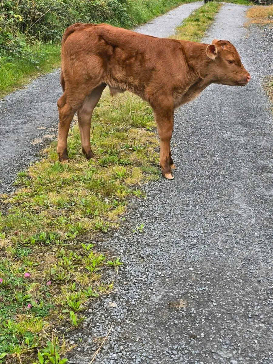 Belgium Blue Calf - Image 3