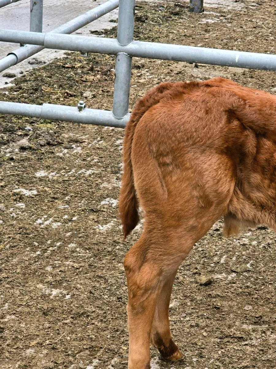 Belgium Blue Calf - Image 4