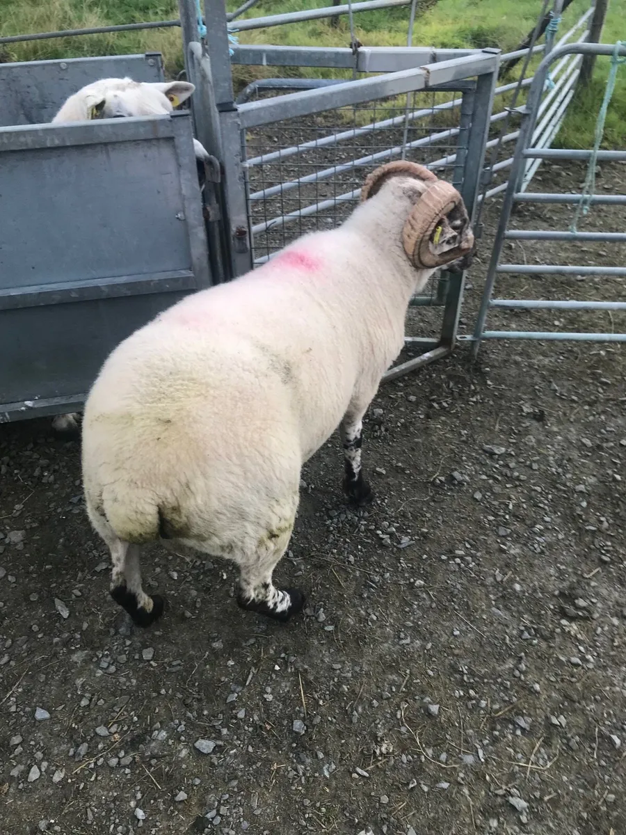 Teaser Ram - Image 2