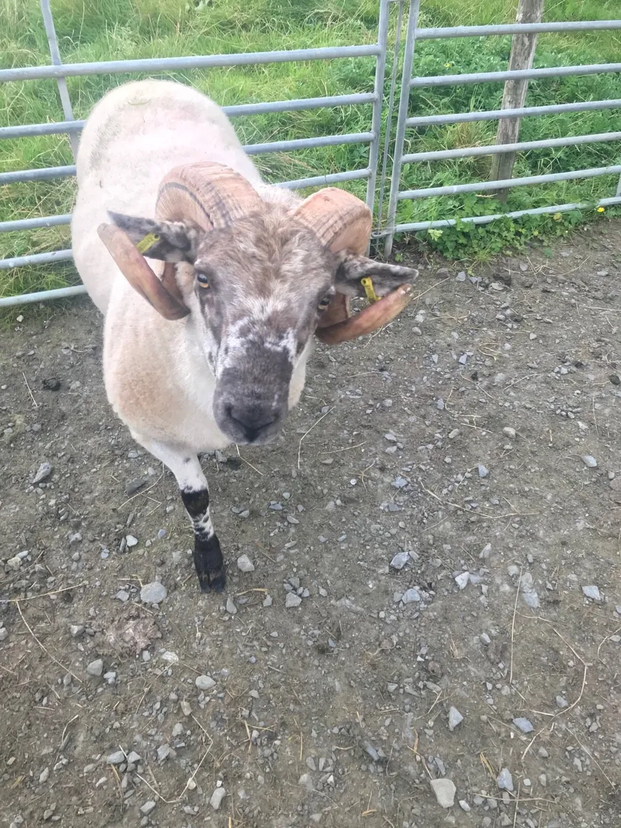 Teaser Ram - Image 1