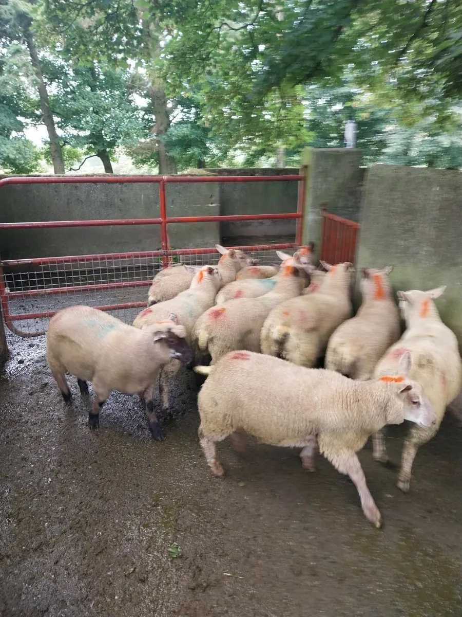 ewe lambs - Image 1